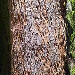 Image result for Afrocarpus usambarensis