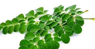 Diduga 3x lebih hebat dari royal honey ataupun hajar jahanam. Menikmati Manfaat Daun Kelor Dengan 5 Cara Mengolah Yang Benar