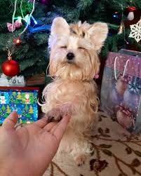 Dreamin At Christmas And Gifts In 2020 Yorkshire Terrier Terrier Animals