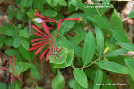 Image result for Caprifoliaceae