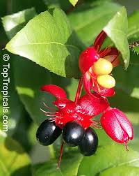 Image result for Ochna