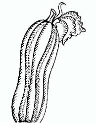 This squash coloring page features a picture of a large squash to color. Squash Free Printable Coloring Pages For Girls And Boys