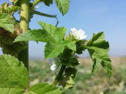 Image result for Malva verticillata