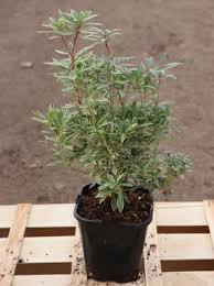 Image result for Pieris japonský little heath obrázek