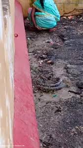 Ind toilet: Aunty pee in Village public - ThisVid.com