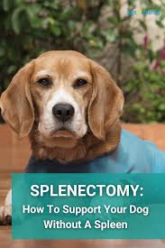 How long can a dog live with a benign spleen tumor? Splenectomy Support Your Dog Without A Spleen Dogs Dog Wellness Your Dog