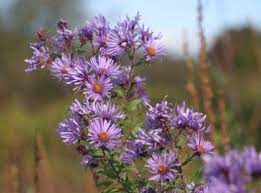 Wild Asters Medicinal Uses Aster Flower Light Purple Flowers Wild Medicine