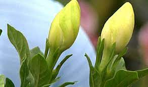 Pin On Flowers