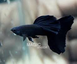 Black Moscow Guppy Fish Guppy Tropical Fish Aquarium