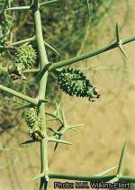 Image result for Acanthosicyos naudinianus