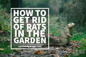 Many councils will provide a pest control service but this might come with a fee. How To Get Rid Of Rats Outside Yard And Garage