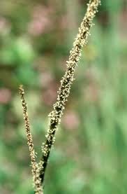 Image result for Sporobolus tenuissimus