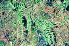 Image result for Nesaea linearis