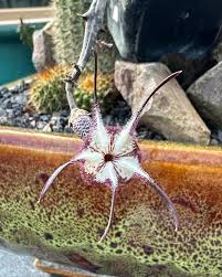 Image result for Ceropegia burchelliana