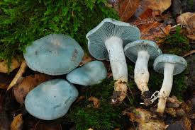Image result for Clitocybe multiceps