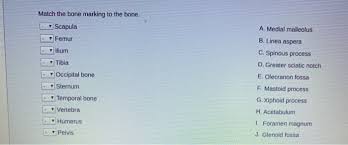The other two are the lateral and the posterior malleolus. Solved Match The Bone Marking To The Bone Scapula Femu Chegg Com