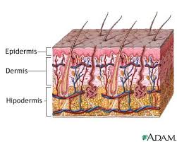 Resultado de imagen para epidermis humana