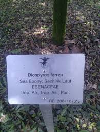 Image result for Diospyros ferrea