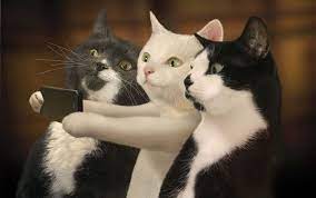 Topaz • last updated 9 weeks ago. Top 10 Funny Cats Wallpaper Hd Download Free Cat Wallpapers Hd Kitten Wallpaper Free Cat Wallpapers Funny C Funny Cat Images Funny Cat Wallpaper Cat Selfie