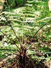 Image result for Cyatheaceae