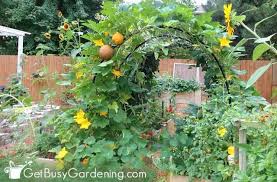 Winter squash plants like butternut produce an average of 20 lbs. How To Grow Squash Vertically Ultimate Squash Trellising Guide