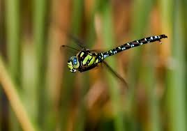 Black And Yellow Dragonfly With Green Eyes Dragonfly Looks Like A Helicopter Lion With Wings Dragonfly Damselfly