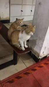 pin auf katzen