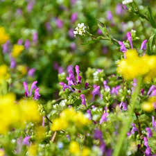 Lamium amplexicaule or henbit if you gotta have a weed this is a cool plant. Edible Weeds You Can Eat From Your Own Backyard Gardensall Wild Edibles