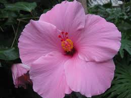 Obituary information for Mary Jane Fitzmartin