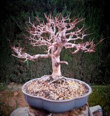 Resultado de imagen para CUIDADO DE BONSAI