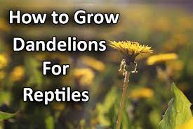 Learn To Grow Your Own Dandelions For Your Reptiles Fresh Greens For Your Tortoises Bearded Dragons And Igua Bearded Dragon Bearded Dragon Care Dragon Garden