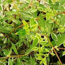 Maybe you would like to learn more about one of these? Variegated Abelia Silver Anniversary Abelia Grandiflora Silver Anniversary Caprifoliaceae Sms Marmara Group