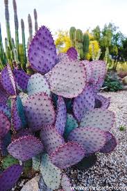 These are areas that receive plenty of bright light but are protected from the very intense afternoon heat. How Much Sun Do Succulents Need Joy Us Garden