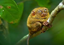 Check spelling or type a new query. 10 Intriguing Animals That Start With The Letter T Funny Looking Animals Interesting Animals Animals Wild