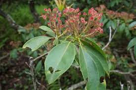 While laurel shrubs grow vigorously and tend to choke out most problematic plant invaders that might interfere with their health, they can be susceptible to infections and diseases. What S Wrong With My Mountain Laurel Troubleshooting Mountain Laurel Issues