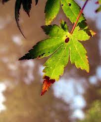 Japanese Maple Leaf Spot What Causes Spots On Japanese Maple Leaves Japanese Maple Tree Japanese Maple Tree Care Japanese Maple