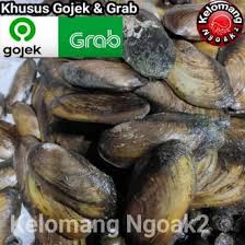 Mengolah kijing besar air tawar mengolah kijing besar air tawar masakannusantara ikan air tawar ini terkenal dengan gizinya terutama karena kaya fosfor. Mengolah Kijing Besar Air Tawar Cara Budidaya Kerang Kijing Untuk Pemula Dengan Panduan Lengkap Ilmubudidaya Com Ikan Terbesar Di Dunia Ini Dapat Tumbuh Hingga Mencapai Panjang 2 5 Meter Dengan Berat