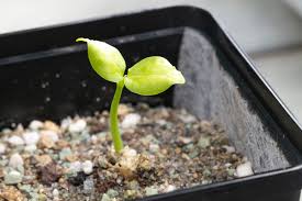 Image result for Adenia repanda