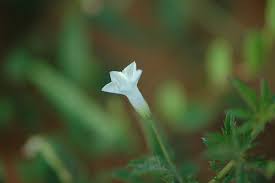 Image result for Ipomoea coptica