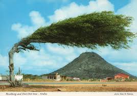 Image result for Libidibia coriaria