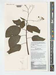 Image result for Hilsenbergia