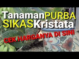 1 asal usul pohon sikas. Sikas Kristata Bagaimana Perawatan Dan Harganya Youtube