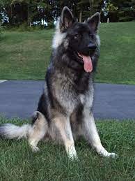 Find your new companion at nextdaypets.com. Shiloh Shepherd Pets Rock Shiloh Shepherd Shiloh Shepherd Dog Shepherd Dog Breeds