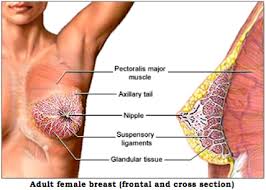 This page provides an overview of the chest muscle group. Breast Cancer The Number Two Killer Sexual Health Site