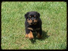 We are a rottweiler breeder directory that shares rottweiler news, stories, and pictures. Gentrycreekrottweilers