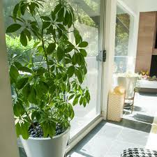 Only 2 available and it's in 1 person's cart. The Community Garden Schefflera Arboricola Dwarf Umbrella Tree Dirt Design And Culture Plants Dwarf Umbrella Tree Schefflera