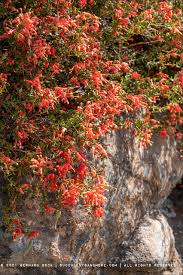 Image result for Euphorbia depauperata