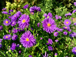Flowers that last all year outside. The Easiest Fall Perennials For A Charlotte Garden Charlotte Magazine