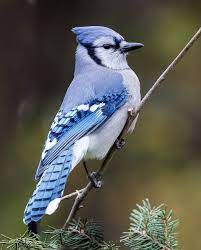 Bluejay Blue Jay Blue Jay Bird Beautiful Birds
