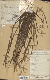Image result for Andropogon canaliculatus